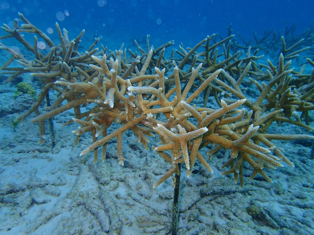 Some of the corals are attached to rebar structures. This will rapidly become a new reef.
