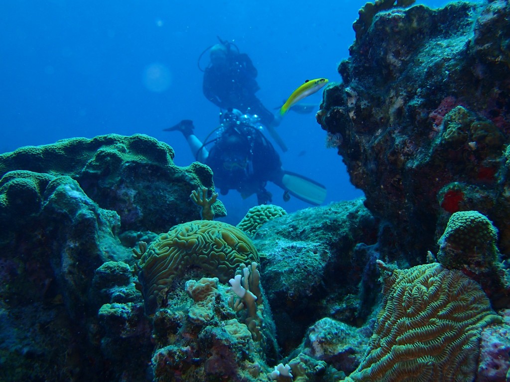 Diver's Paradise in Bonaire
