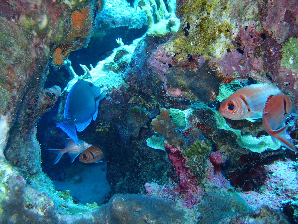 Coral reefs are some of the most diverse ecosystems on the planet.