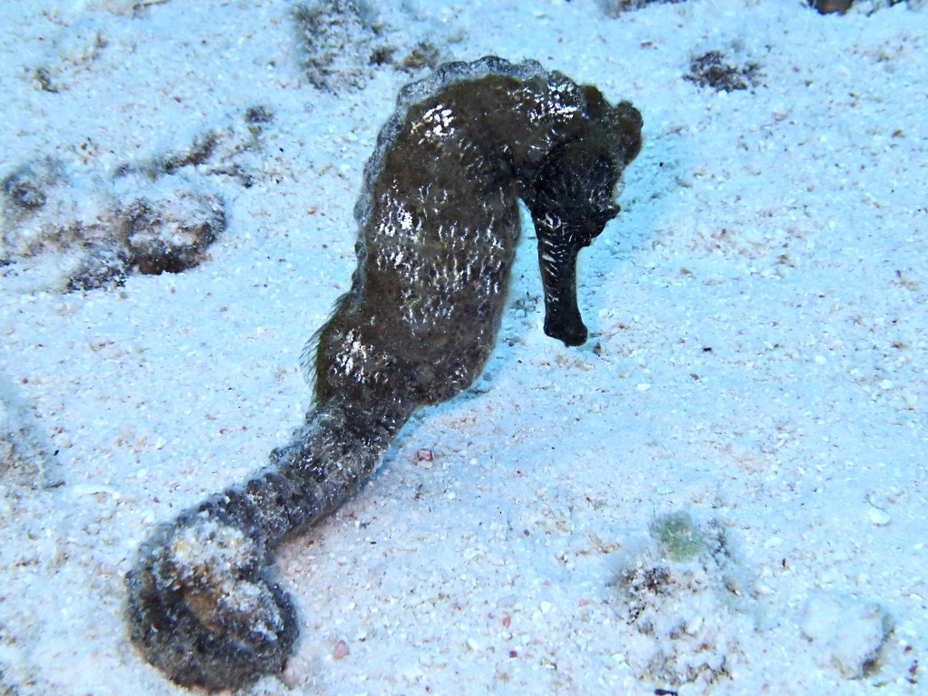This seahorse likes to hang around the new coral beds.