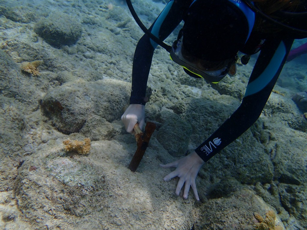 A Coral Restoration Diver transplants coral in Bonaire.