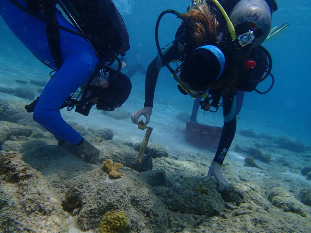 Some corals are attached directly to rocks.