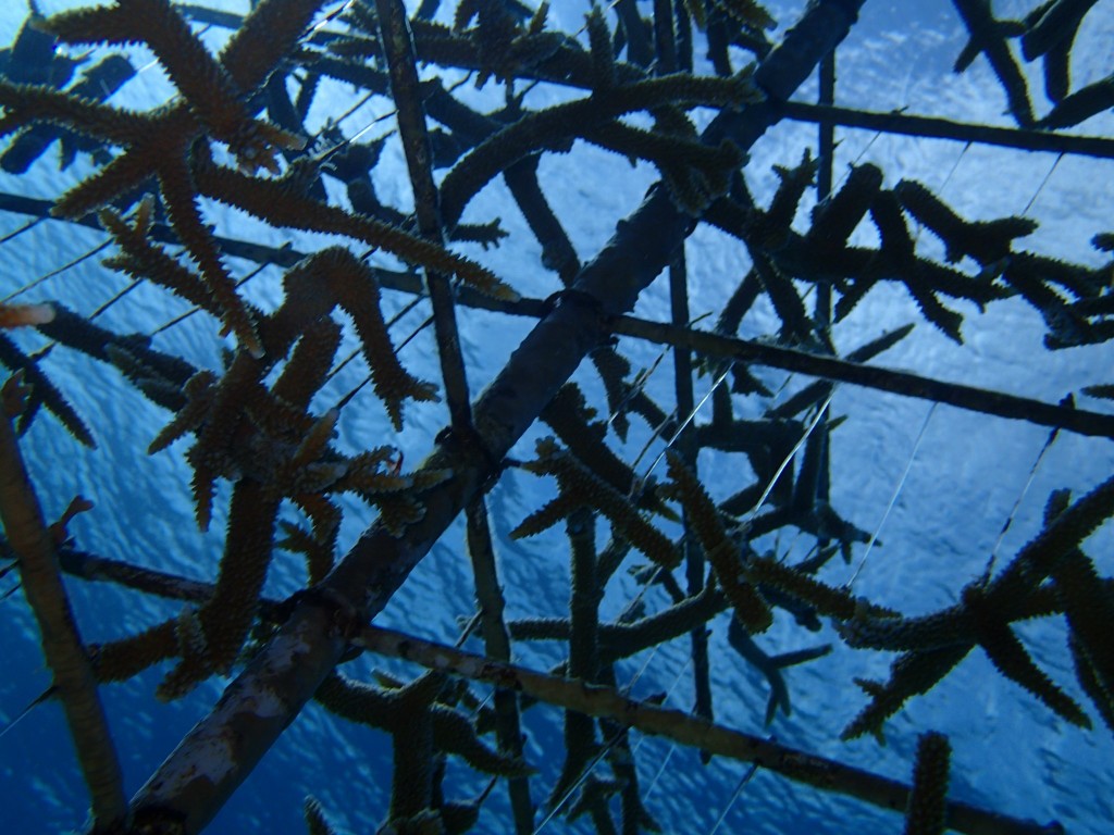 At the coral nursery, baby corals do grow on trees!