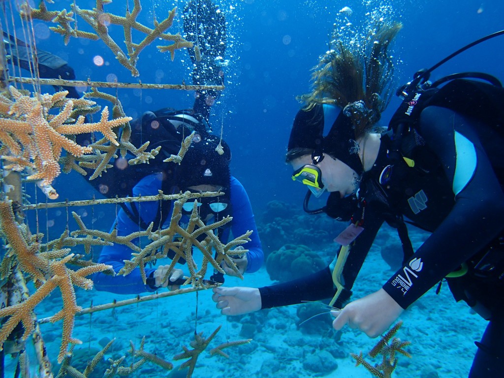 Attaching the baby coral to the tree in Bonaire.