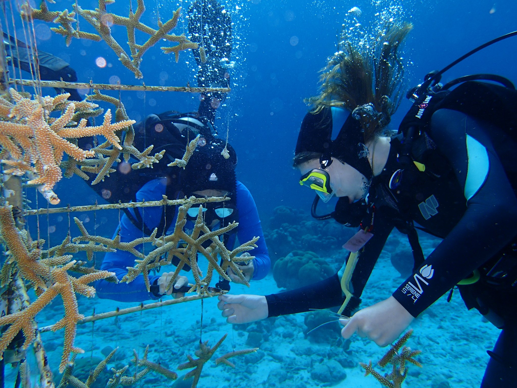 Coral restoration nursery