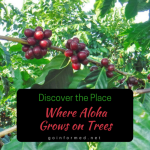 Tour a working Kona Coffee Plantation at Greenwell Farms