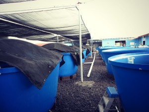 Tanks at Ocean Rider Seahorse Farm