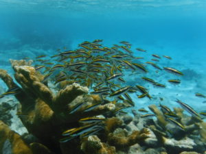 At a depth of just a few feet under water, Bonaire's coral teems with life