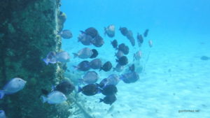 A school of fish swims by this happy Bonaire snorkeler
