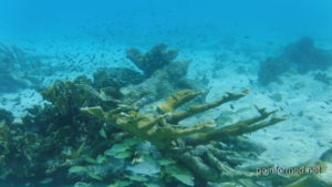 Coral and fish are abundant along Bonaire's shoreline