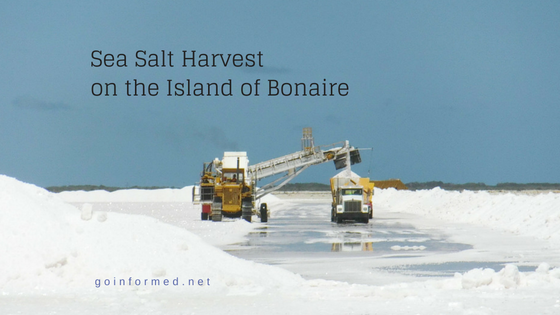 Sea Salt Harvest on the Island of Bonaire