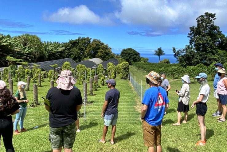 Greenwell Kona coffee farm tour