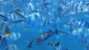 Rangiroa is home to endless friendly fish.