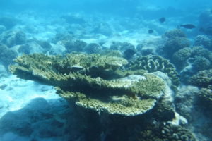 Some of the beautiful coral we saw on our drift snorkel.
