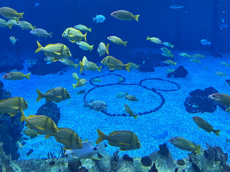 Hidden Mickey in the aquarium at Epcot's Seas pavilion.