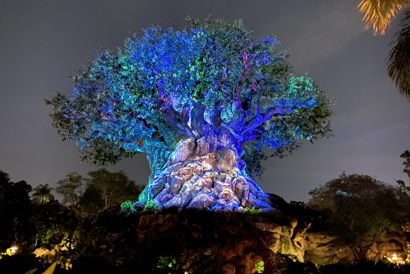 Holiday projections on the Animal Kingdom Tree of Life