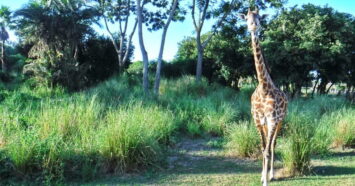 Giraffe at Disney World Animal Kingdom park