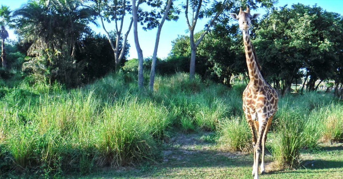 Where to find animals at Disney World - Go Informed Where to find animals at Disney World - Go Informed